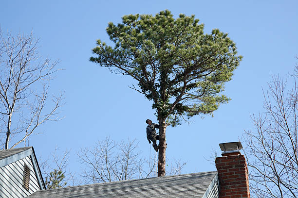 Best Tree Maintenance Programs  in Alma, NE